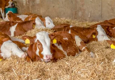 Some cattle in a stable Stock Photos