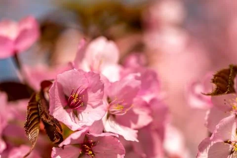 Some cherry blossoms on a cherry blossom tree Stock Photos