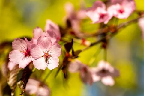 Some cherry blossoms with a green bokeh Stock Photos