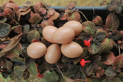 Some chicken eggs Stock Photos