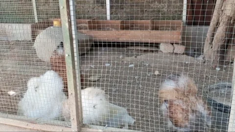 Some chickens in a cage made of wire Stock Footage 279703517