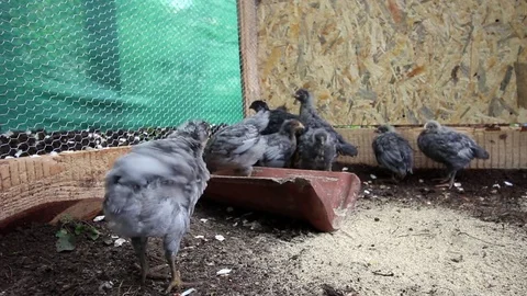 Some chickens. A chicken in hand - jumping and running. HD Stock Footage 74599887