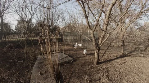 Some Chickens Digging in The Ground in Search of Food in The Garden in Early Stock Footage 59614818