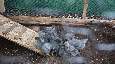 Some chickens eating behind the net Video stock 75354495