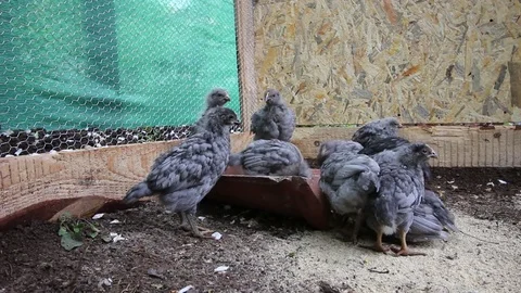 Some chickens eating Stock Footage 74624361