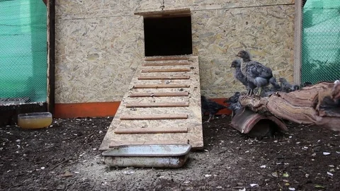 Some chickens wa;king and eating Stock Footage 74715084