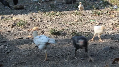 Some chicks walking around the sandy yard Stock Footage 294556141