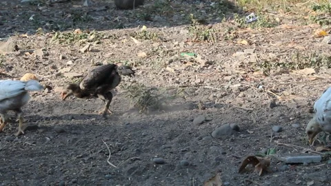 Some chicks walking around the sandy yard Stock Footage 294556224