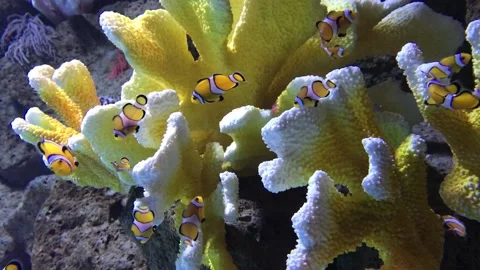 Some clownfish also called anemonefish, next to an sea anemone Stock Footage 150933095