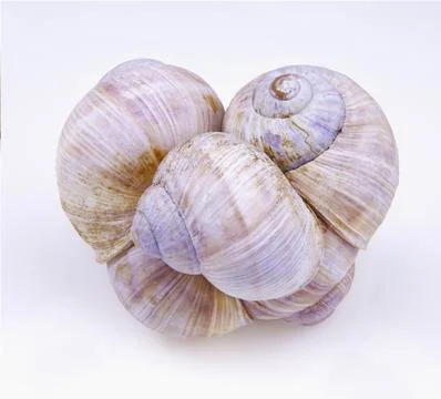 Some cockle-shells Stock Photos