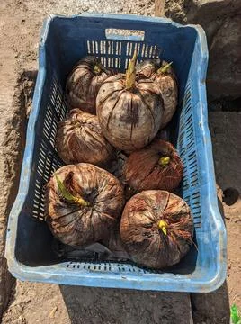Some coconuts sprouting the coconut plant in a blue container Stock Photos