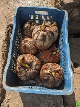 Some coconuts sprouting the coconut plant in a blue container Stock Photos