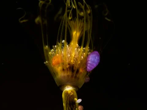 Some colourful lady bugs diving with black background Stock Photos