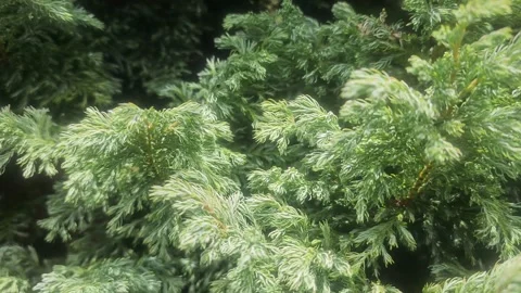 Some conifer Video stock 244384318