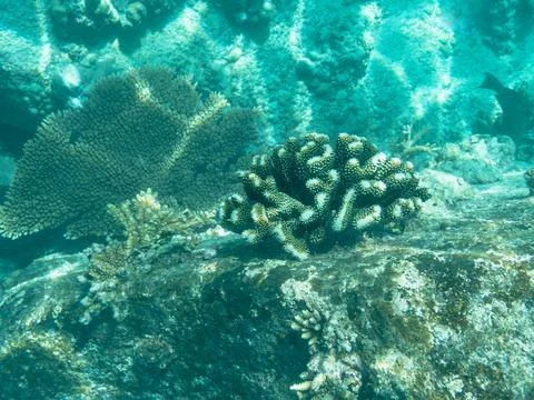 Some Corals In The Lagoon Stock Photos