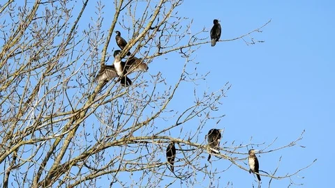 Some Cormorants on wintry bare branches in blue sky Stock Footage 106336840