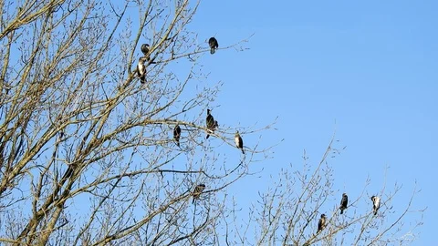Some Cormorants on wintry bare branches in blue sky Stock Footage 106339414