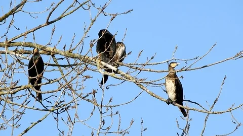 Some Cormorants on wintry bare branches in blue sky Stock Footage 106340419