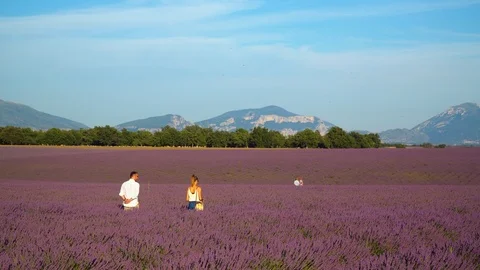 Some couples walking among lavender fields in Provence Stock Footage 112283653