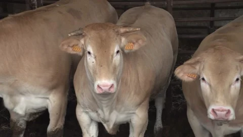 Some cow in cowshed Video stock 142589334