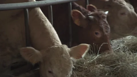 Some cow that eating Video stock 142589394