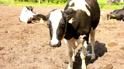 Some cows on earth and grassfield Video stock 52045532