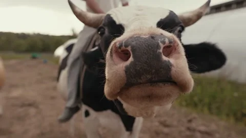 Some cows on a farm Stock Footage 251828759