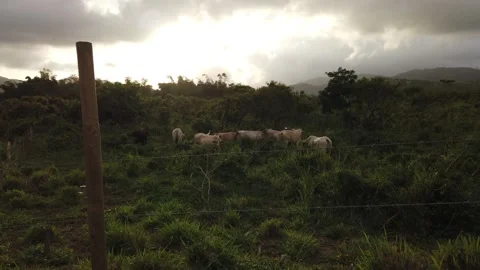 Some cows Vidéo 159316899