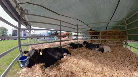 Some of the cows inside the haypen in the farm Stock Footage 92223411