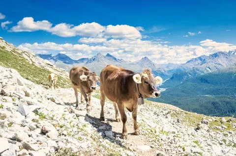 Some cows on mountain trail Fotos de archivo