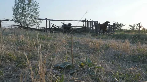 Some cows on the old farm behind the fence Stock Footage 82762061