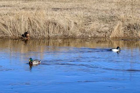 Some creatures in a river Stock Photos