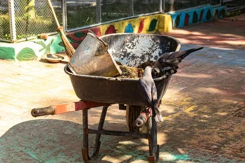 Some crow picking garbage from zoo grounds Stock Photos