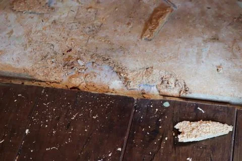 Some crowbar chunks out of a subfloor board Stock Photos