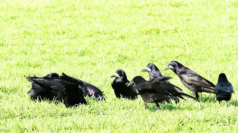 Some crows feeding in a field of wheat Video stock 36318410