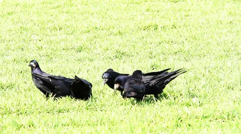 Some crows feeding in a field of wheat Video stock 36318472