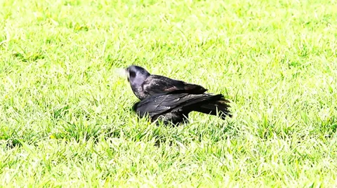 Some crows feeding in a field of wheat Video stock 36318711