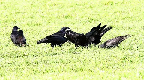 Some crows feeding in a field of wheat Video stock 36318748