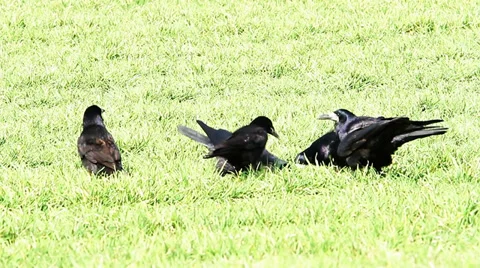 Some crows feeding in a field of wheat Video stock 36318756