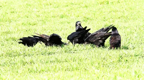 Some crows feeding in a field of wheat Stock Footage 36318782