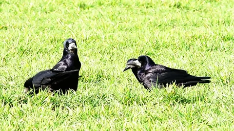Some crows feeding in a field of wheat Video stock 36319250
