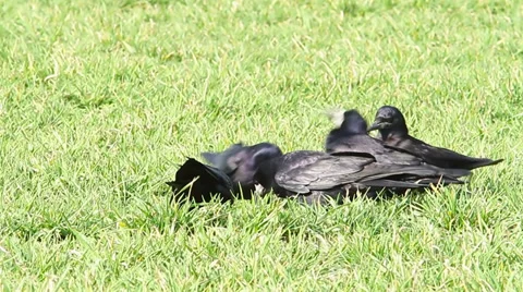 Some crows feeding in a field of wheat Video stock 36319286