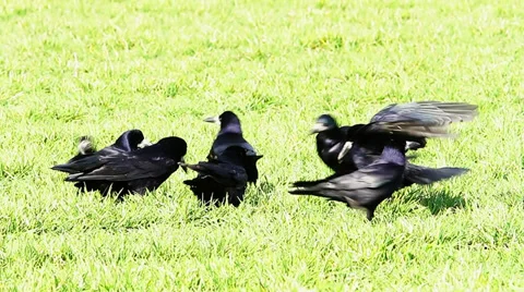 Some crows feeding in a field of wheat Video stock 36319287