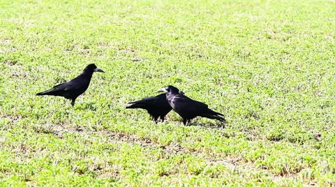 Some crows feeding in a field of wheat Video stock 36319542