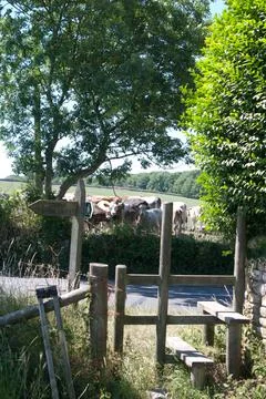 Some curious cows looking towards a footpath and stile in the scenic Purbeck's Stock Photos