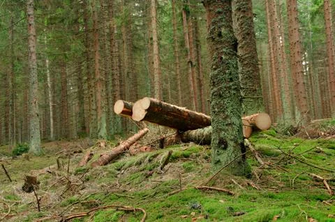Some cut trees in the forest in summer Stock Photos