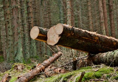 Some cut trees in the forest in summer Stock Photos