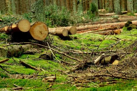 Some cut trees in the forest in summer Foto stock