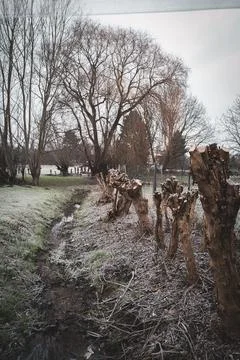 Some cut willows stand to the right of a small stream Stock Photos