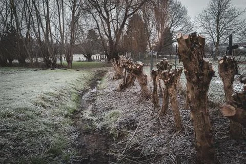 Some cut willows stand to the right of a small stream Stock Photos